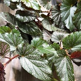 Photo of the plant species Polka Dot Begonia by @CalmCurlyheads named Forrest on Greg, the plant care app
