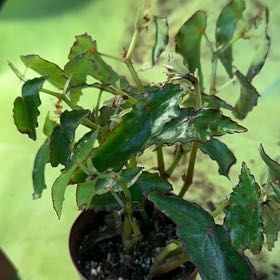 Photo of the plant species Cane Begonia by @CalmCurlyheads named Harmony on Greg, the plant care app