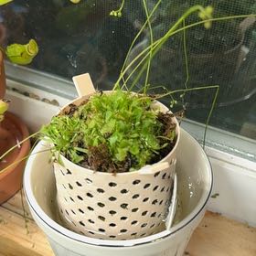 Photo of the plant species Spoon Leaf Sundew by @CalmCurlyheads named Fernie Mercury on Greg, the plant care app
