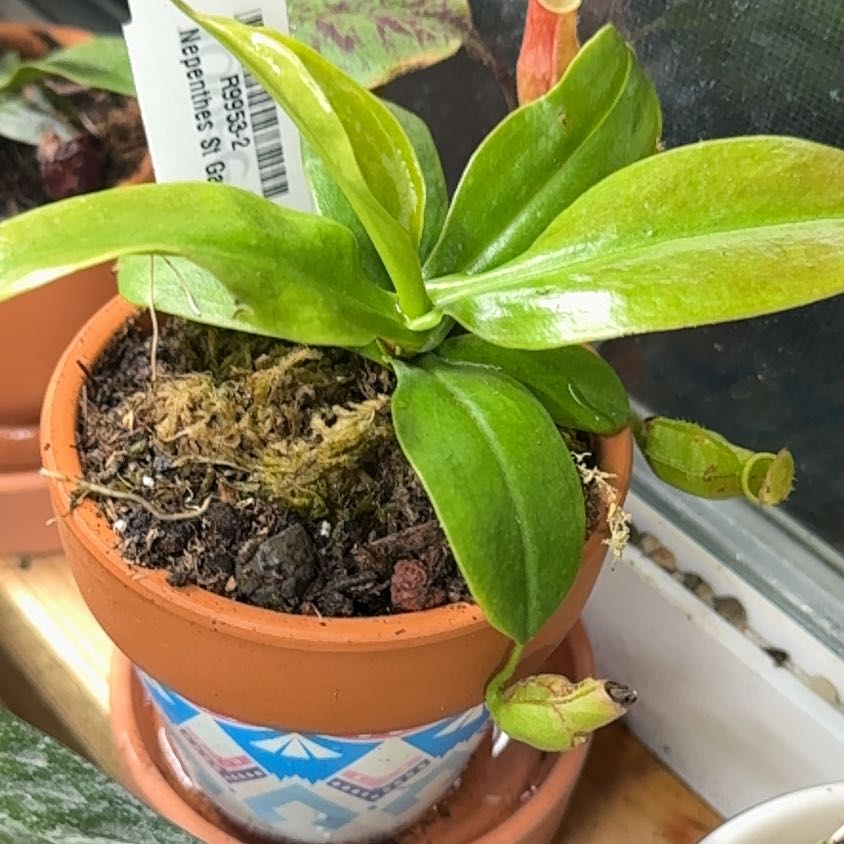 Photo of the plant species Nepenthes St Gaya by @CalmCurlyheads named Leaf Erickson on Greg, the plant care app