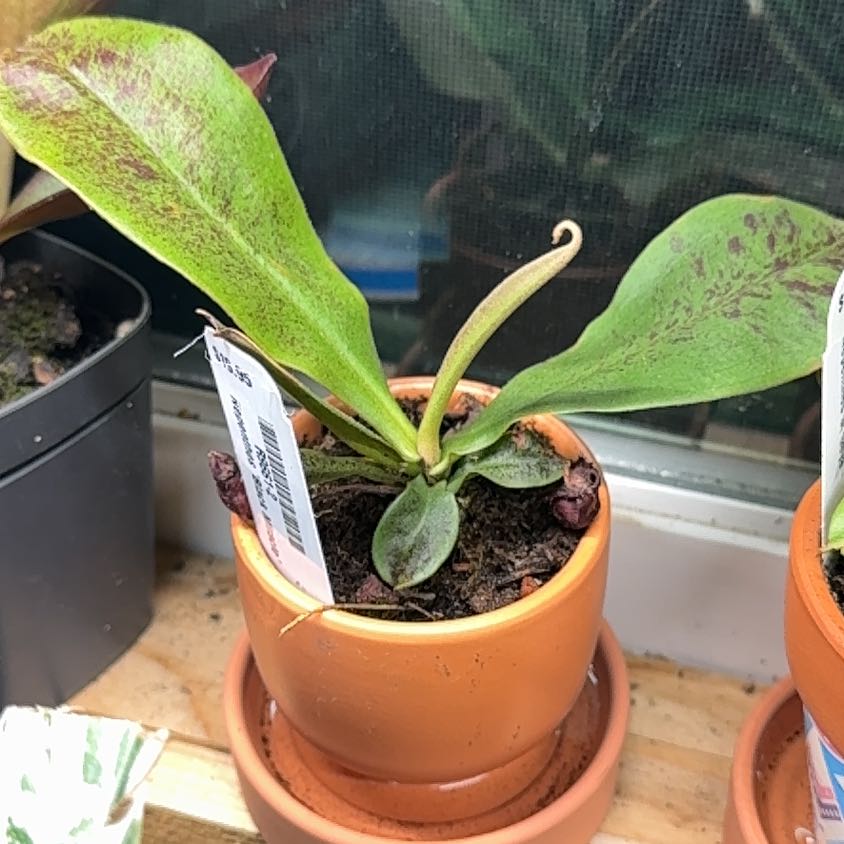 Photo of the plant species Nepenthes mirabilis 'Winged' x Nepenthes ampullaria 'Black Miracle' by @CalmCurlyheads named Zion on Greg, the plant care app