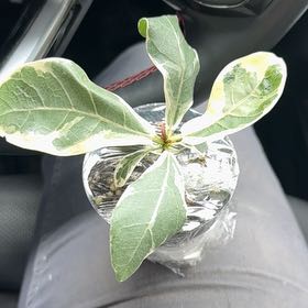 Photo of the plant species Variegated Fiddle Fig Leaf by @CalmCurlyheads named Tupot amaroot on Greg, the plant care app