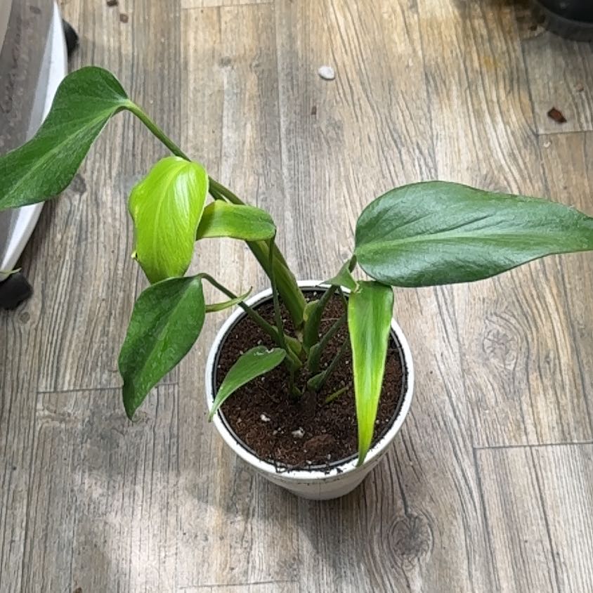 Photo of the plant species Burle Marx Flame Monstera by @CalmCurlyheads named Tolkien on Greg, the plant care app