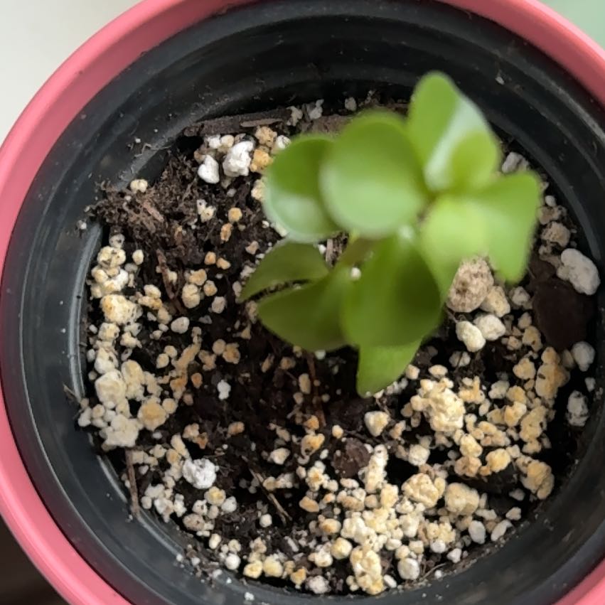Photo of the plant species Crassula 'Baby Jade' by @AngelBluespruce named Gobi on Greg, the plant care app