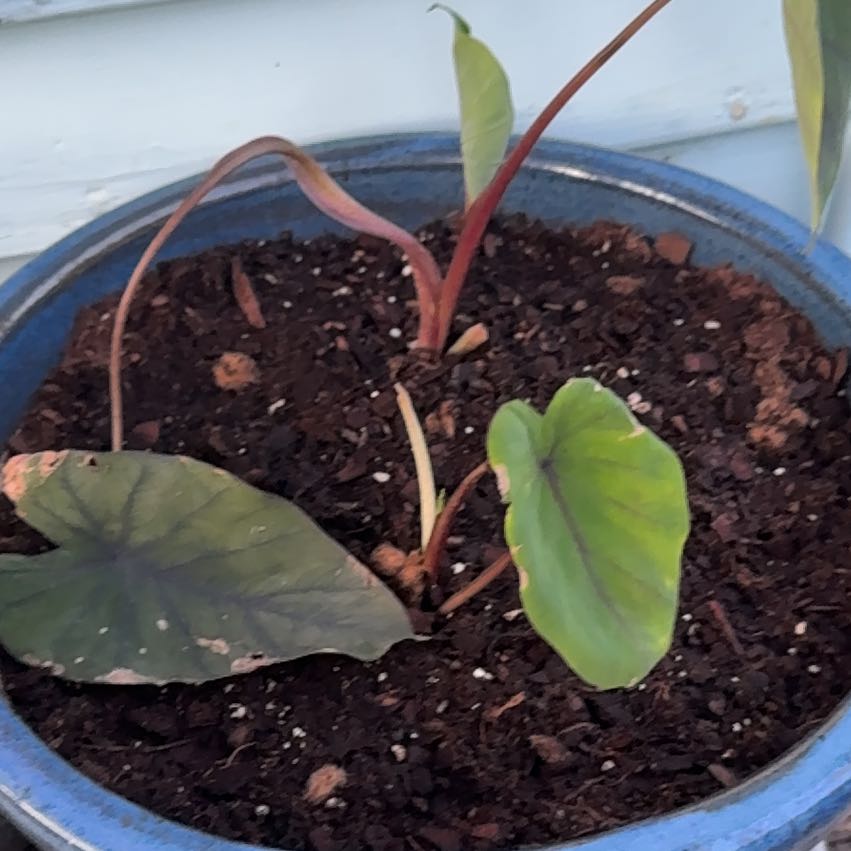 Photo of the plant species Black Magic Elephant Ear by @AngelBluespruce named Demi on Greg, the plant care app
