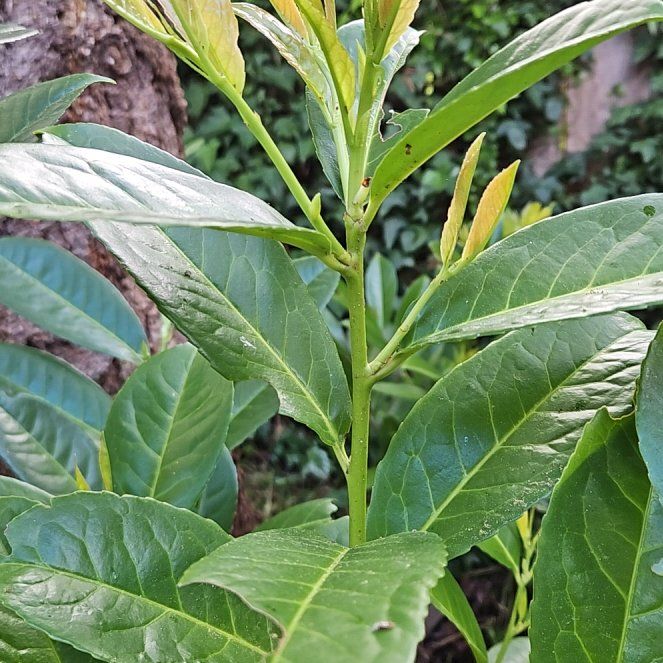 Photo of the plant species Cherry Laurel by @TraveledDogrose named ChloroPhil on Greg, the plant care app