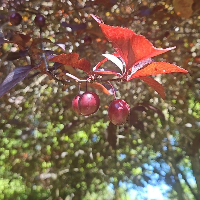 Photo of the plant species Cherry Plum by @TraveledDogrose named Walt on Greg, the plant care app