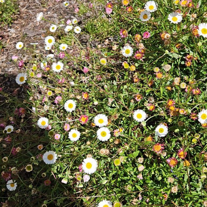 Photo of the plant species Latin American Fleabane by @TraveledDogrose named Lola on Greg, the plant care app