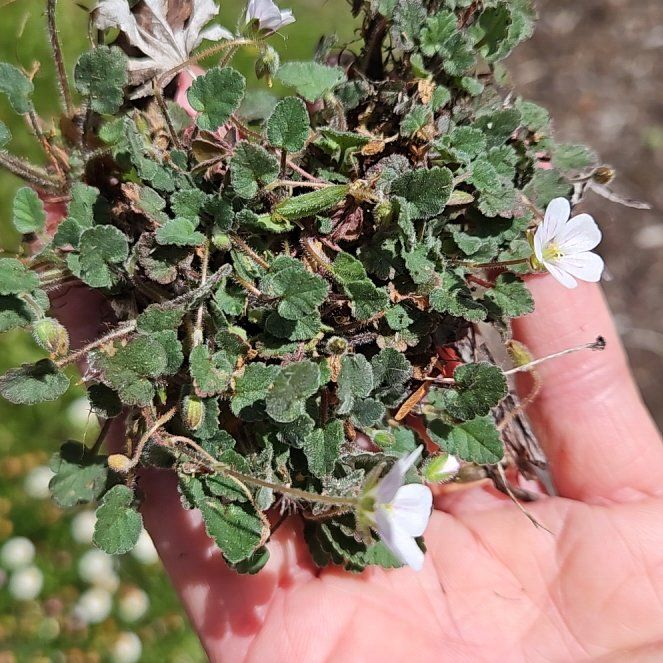 Photo of the plant species Salvia Cistus by @TraveledDogrose named Mochi on Greg, the plant care app