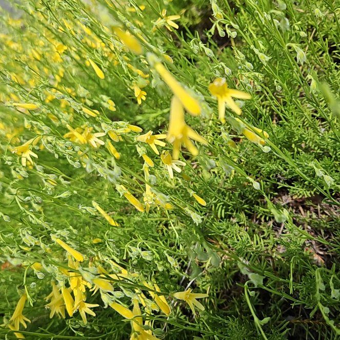 Photo of the plant species Sweetclover by @TraveledDogrose named Hemingway on Greg, the plant care app