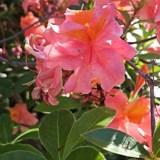 Photo of the plant species Flame Azalea by @TraveledDogrose named Sigmund on Greg, the plant care app