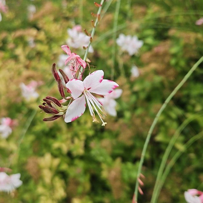 Photo of the plant species Pink Gaura by @TraveledDogrose named Robert Plant on Greg, the plant care app