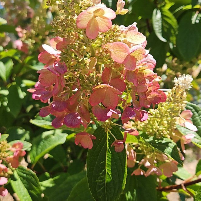 Photo of the plant species Hydrangea Paniculata by @TraveledDogrose named Morgan Treeman on Greg, the plant care app