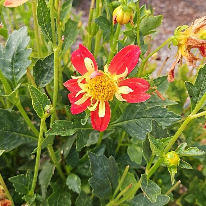 Photo of the plant species Garden Dahlia by @TraveledDogrose named Marilyn on Greg, the plant care app
