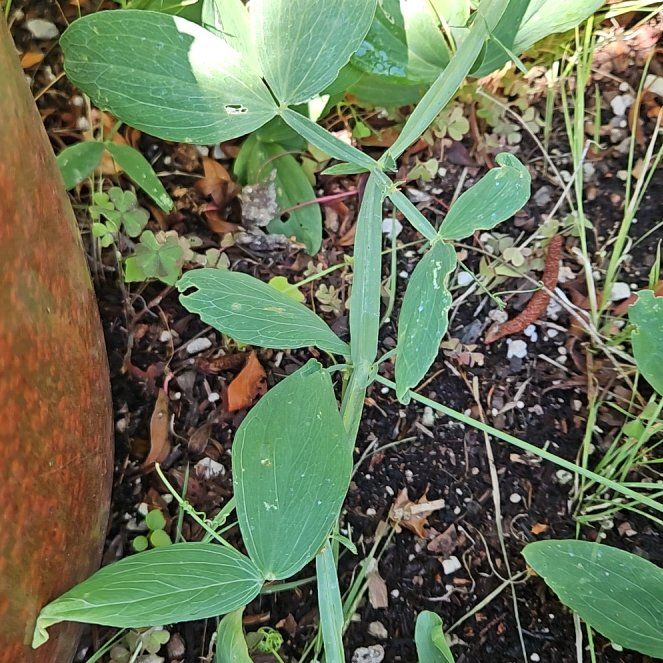 Photo of the plant species Lathyrus Latifolius by @TraveledDogrose named Remington on Greg, the plant care app