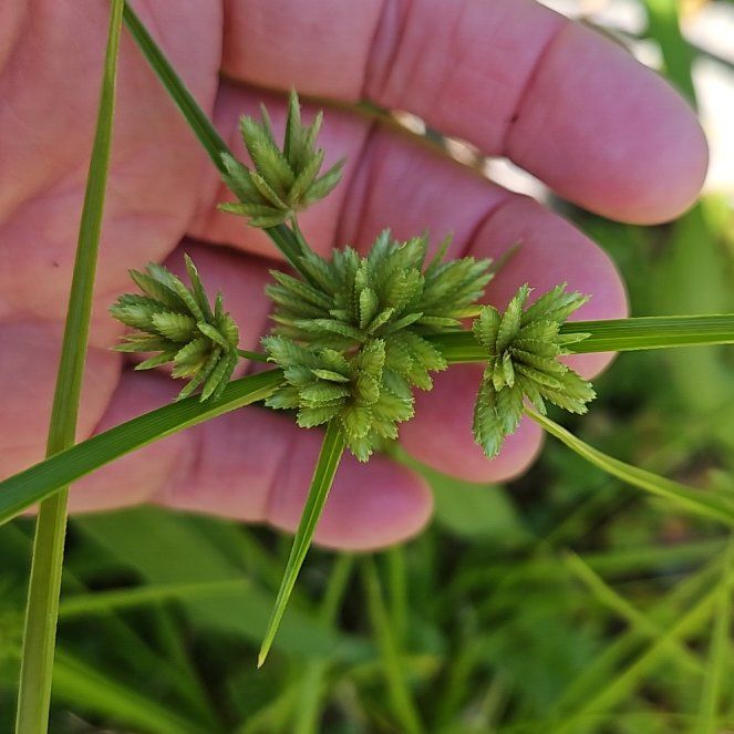 Photo of the plant species Chufa by @TraveledDogrose named Sir Plancelot on Greg, the plant care app