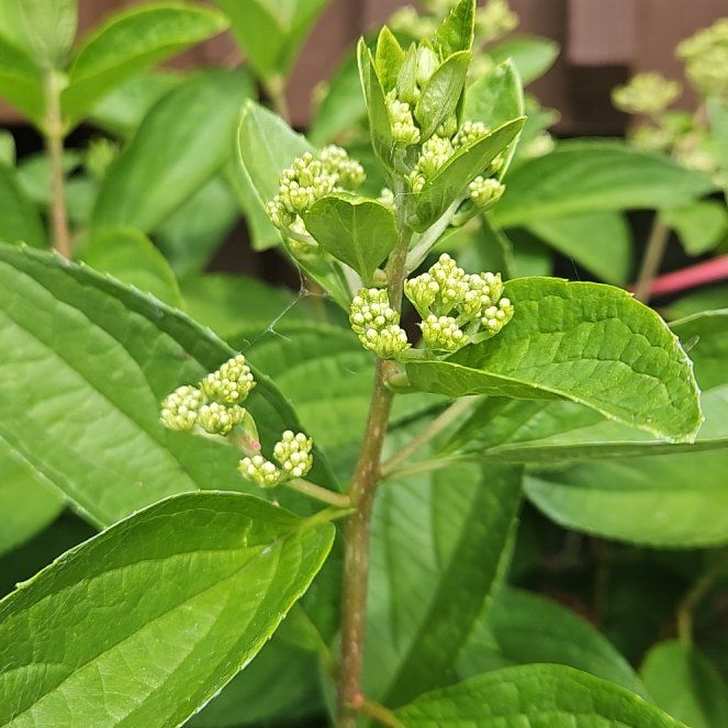 Photo of the plant species Hydrangea Paniculata by @TraveledDogrose named Drake on Greg, the plant care app