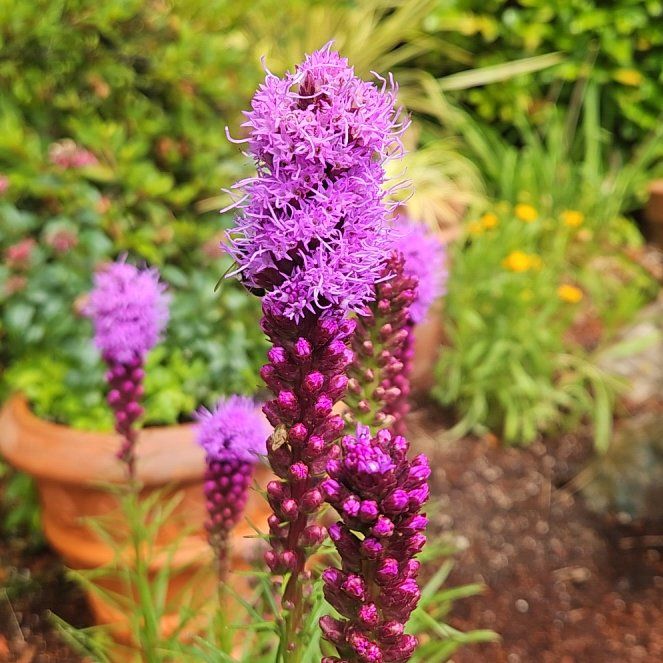 Photo of the plant species Liatris Spicata by @TraveledDogrose named Clooney on Greg, the plant care app