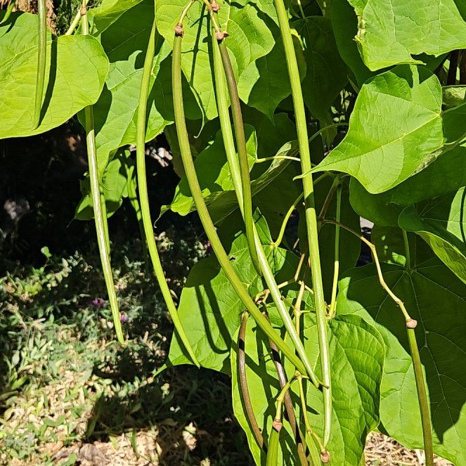 Photo of the plant species Catalpa by @TraveledDogrose named Delilah on Greg, the plant care app