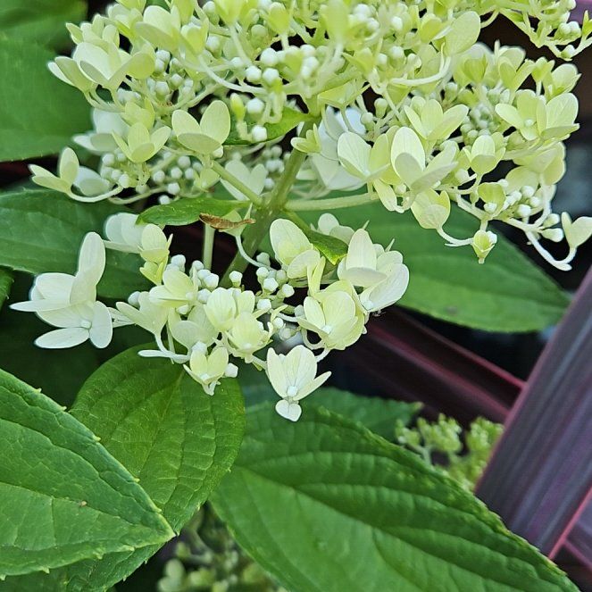 Photo of the plant species Panicle Hydrangea by @TraveledDogrose named Daphne on Greg, the plant care app