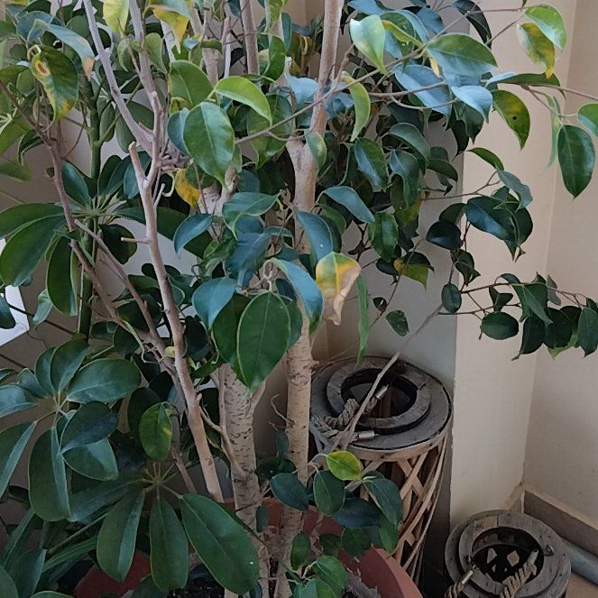 Photo of the plant species Exotica Weeping FIg by @HeavenlyChamise named Sanders on Greg, the plant care app