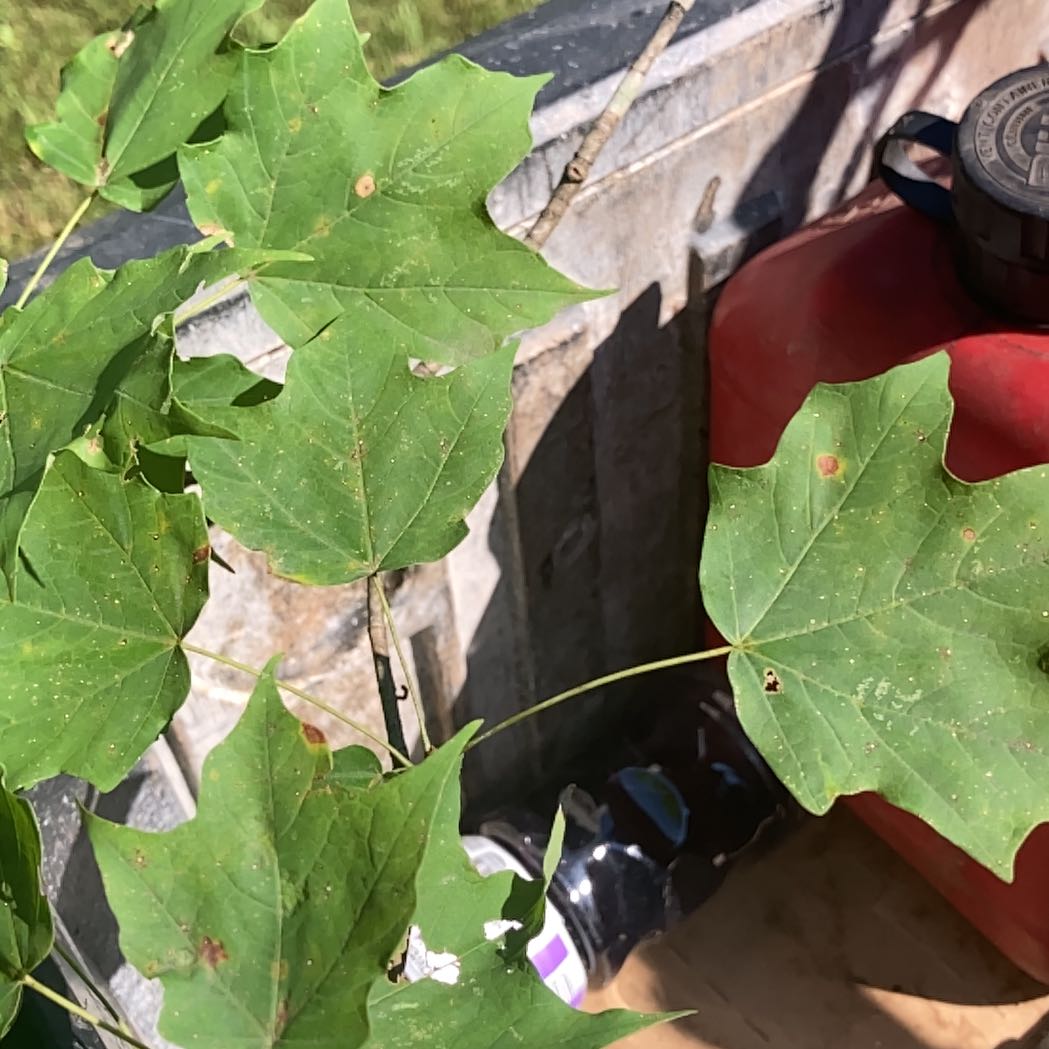 Photo of the plant species Sugar Maple by @RichlyDuncecap named Foxxy on Greg, the plant care app