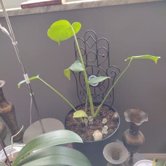 Monstera plant in Cleveland, Ohio