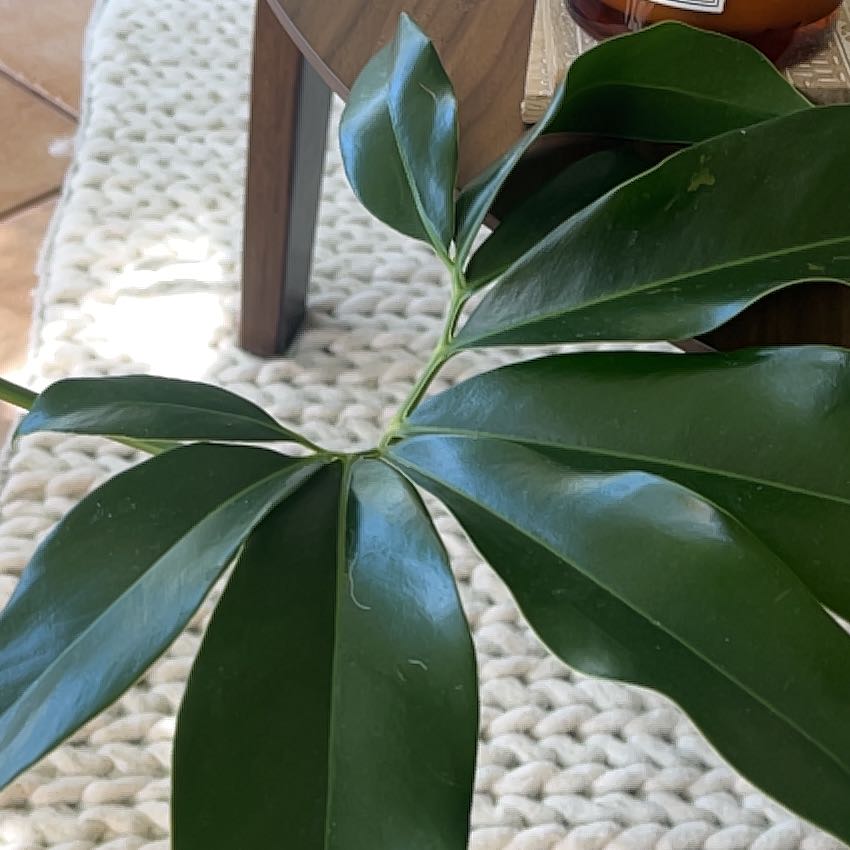 Thaumatophyllum spruceanum uploaded to the Greg plant app by @ZippyHollowroot