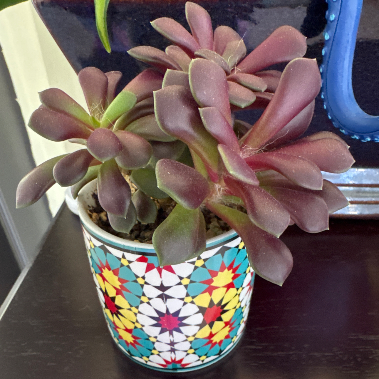 Photo of the plant species Sempervivum 'Black' by @RiomeQueen named Star on Greg, the plant care app