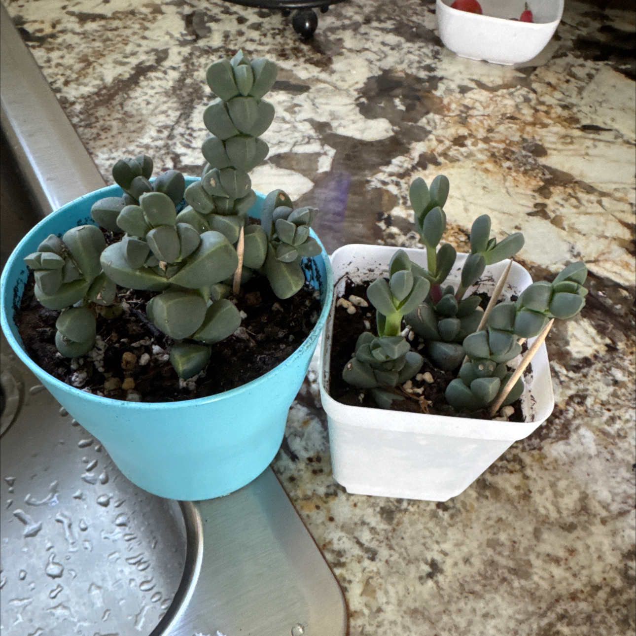 Photo of the plant species Assorted Corpuscularia by @RiomeQueen named Rocky on Greg, the plant care app