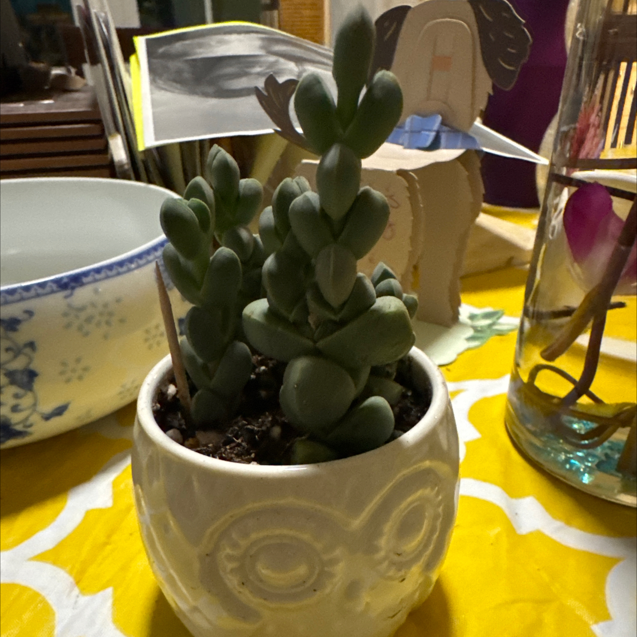 Photo of the plant species Assorted Corpuscularia by @RiomeQueen named Rocky on Greg, the plant care app