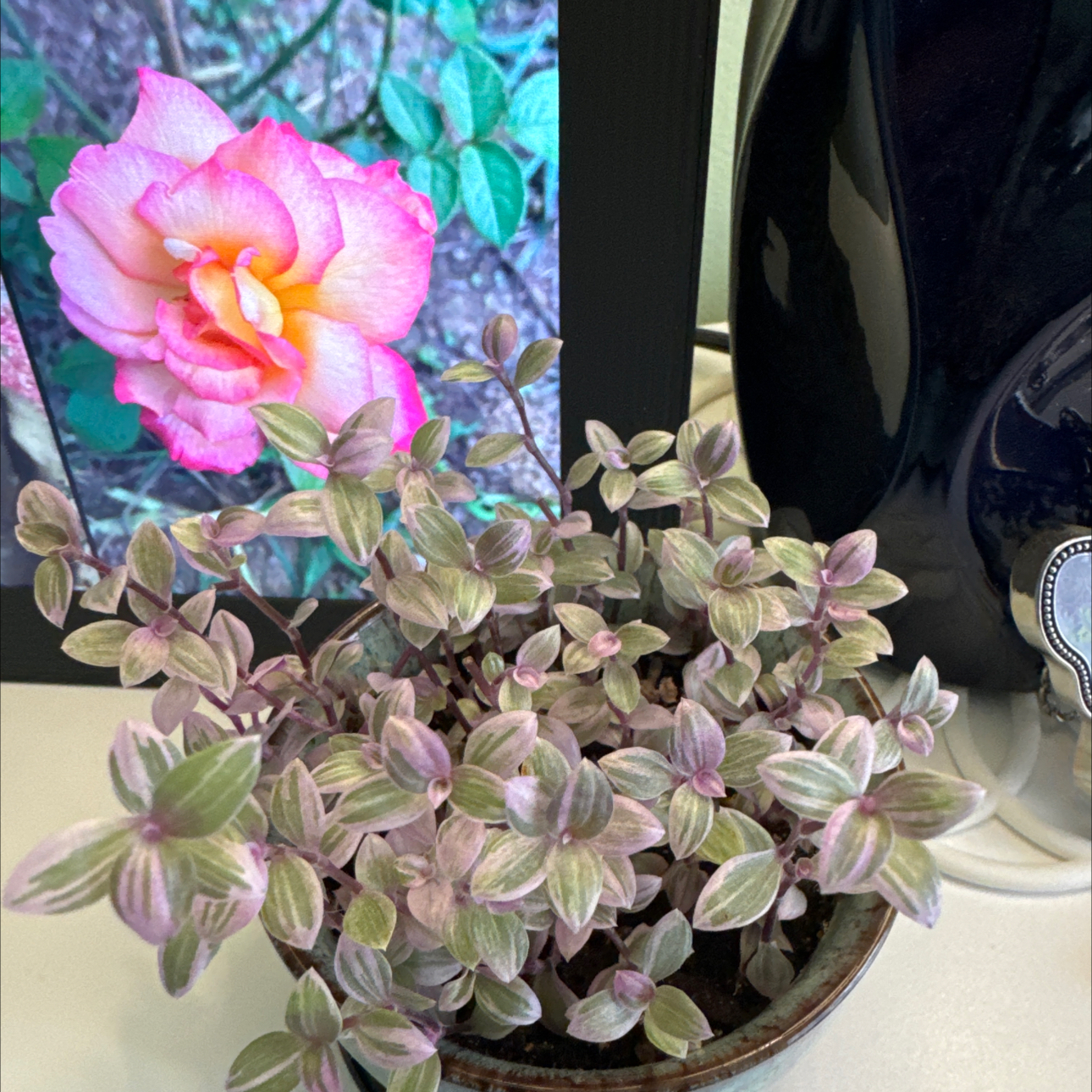 Callisia Pan