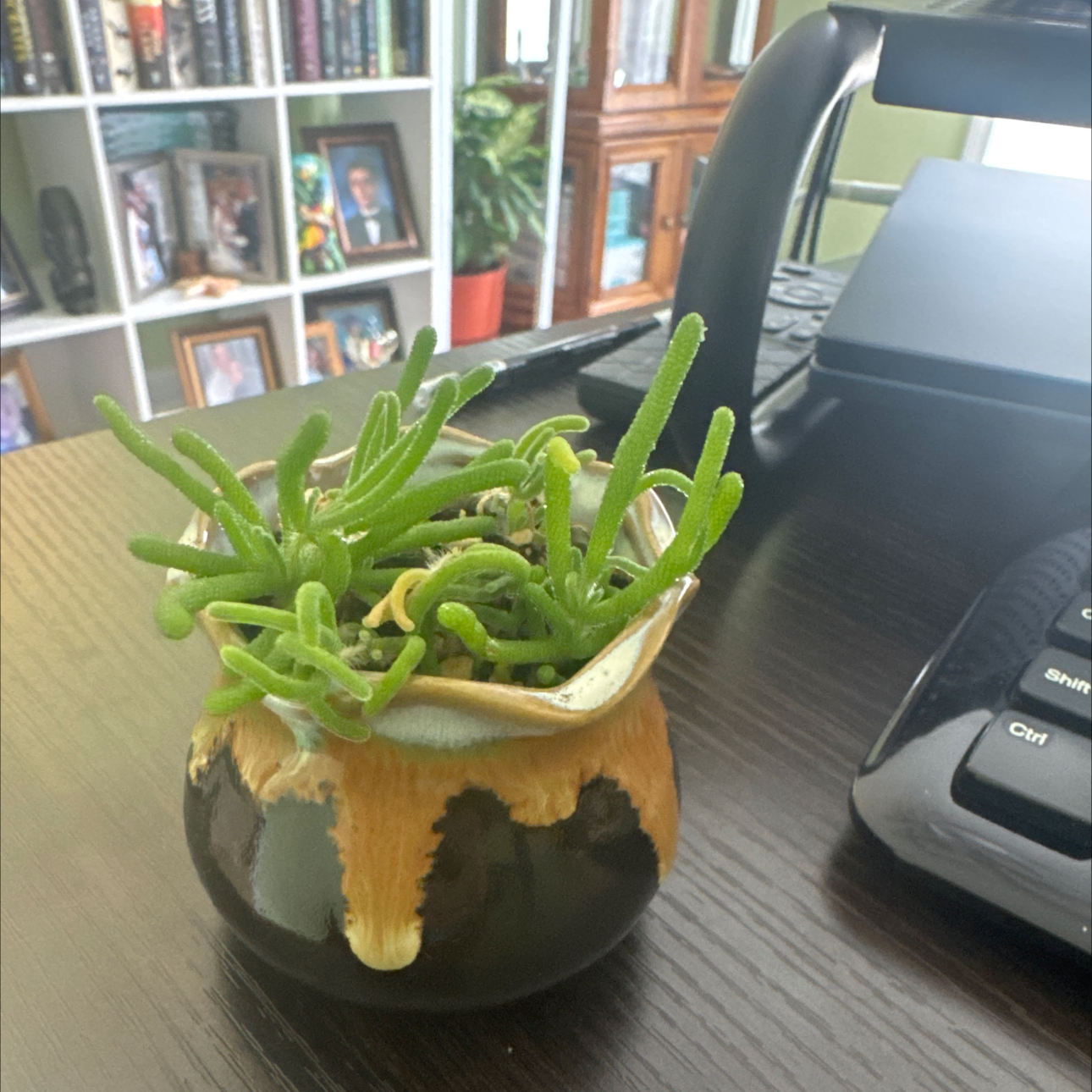 Apricot