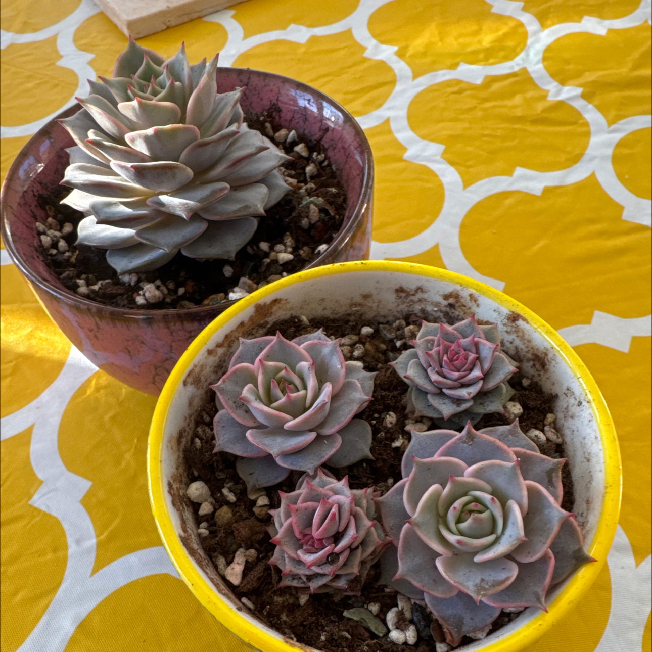Photo of the plant species Echeveria Ramillette by @RiomeQueen named Romeo and Juliet Rami on Greg, the plant care app