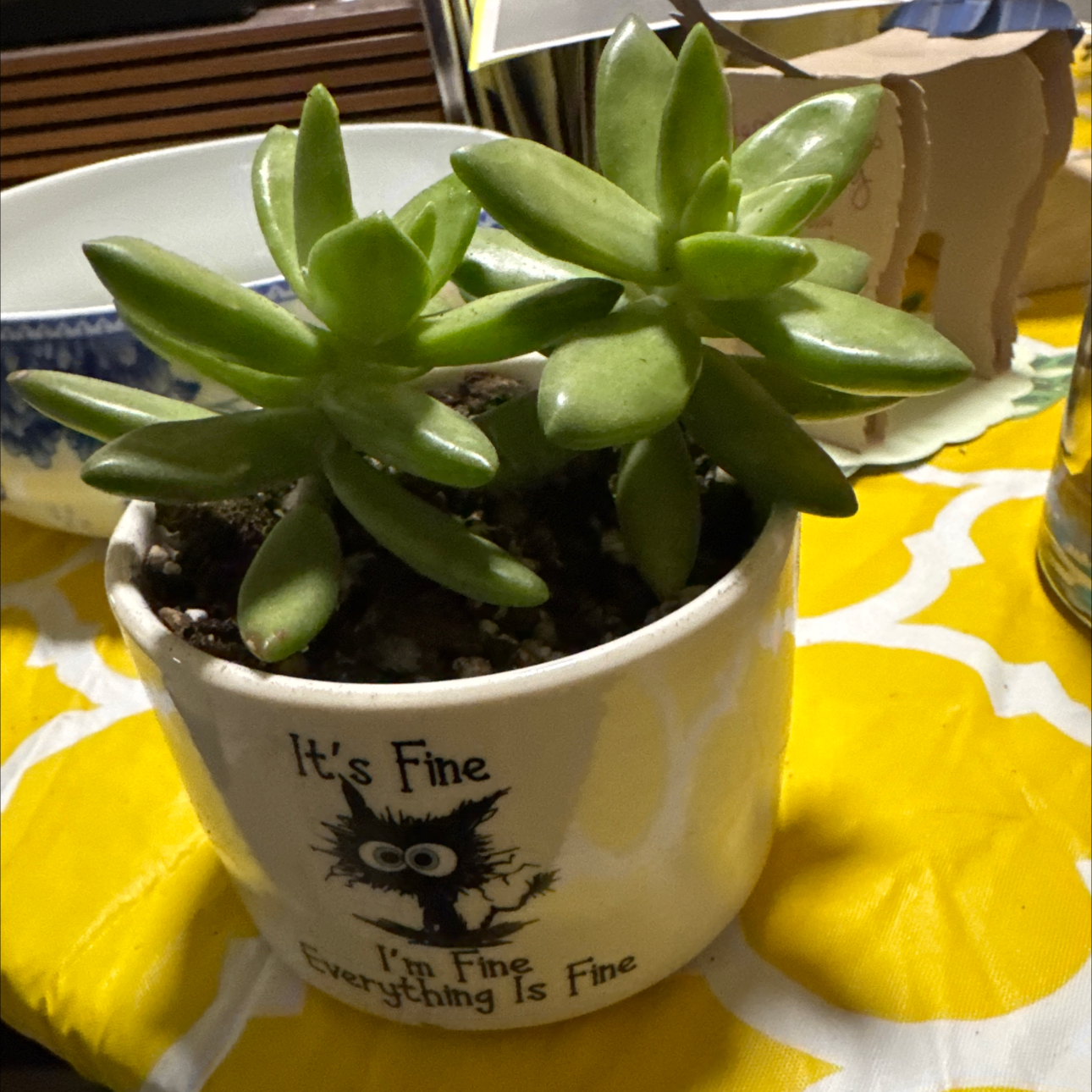 Photo of the plant species Graptopetalum 'Ghosty' by @RiomeQueen named Luna on Greg, the plant care app