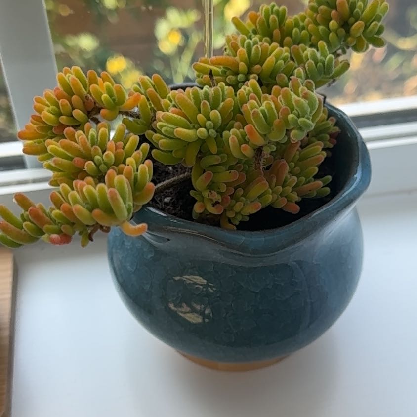 Plant care for Dicrocaulon microstigma on Greg, the plant care app