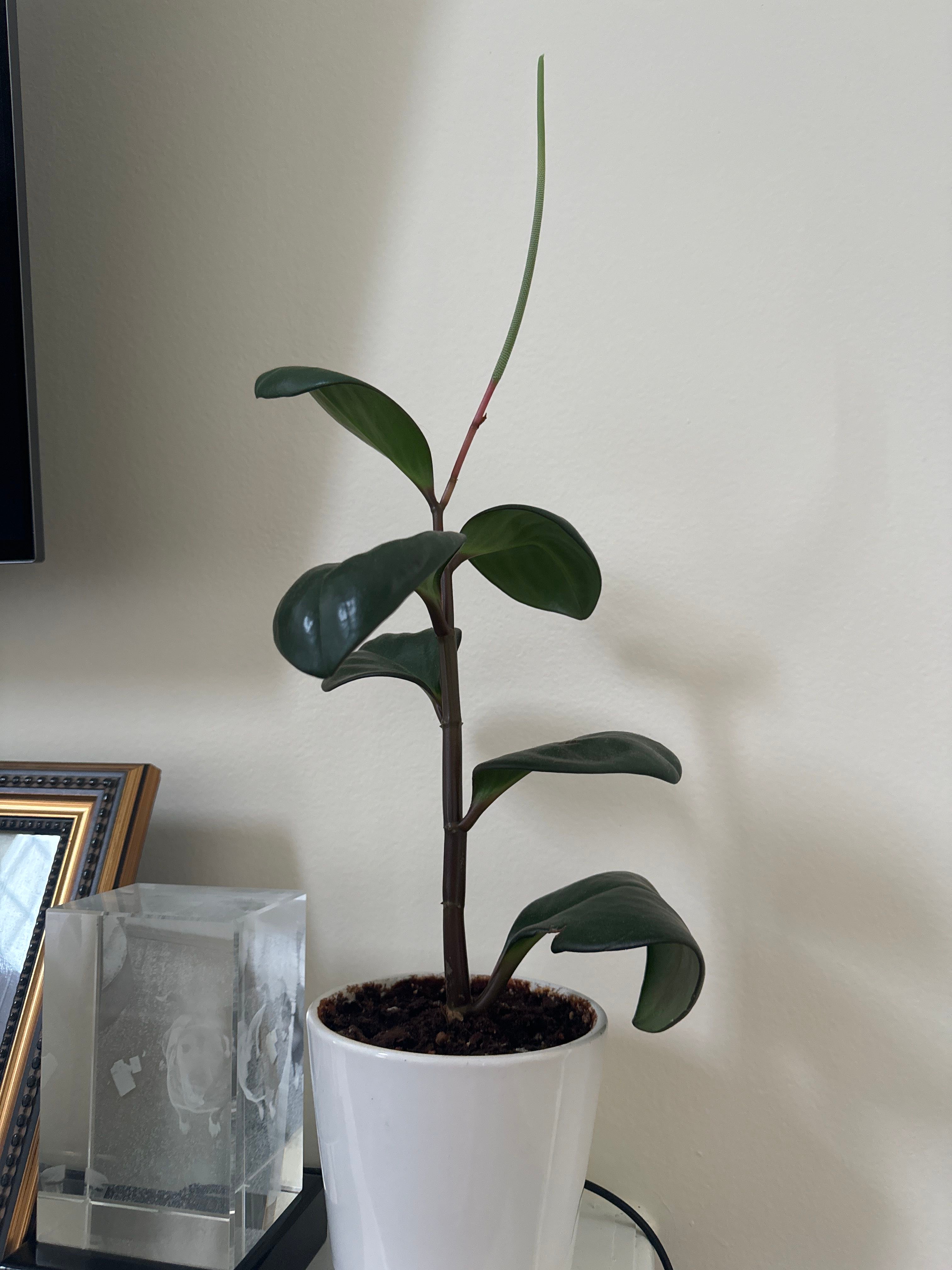 Raindrops Plant Plant Care Water, Light, Nutrients Greg App 🌱