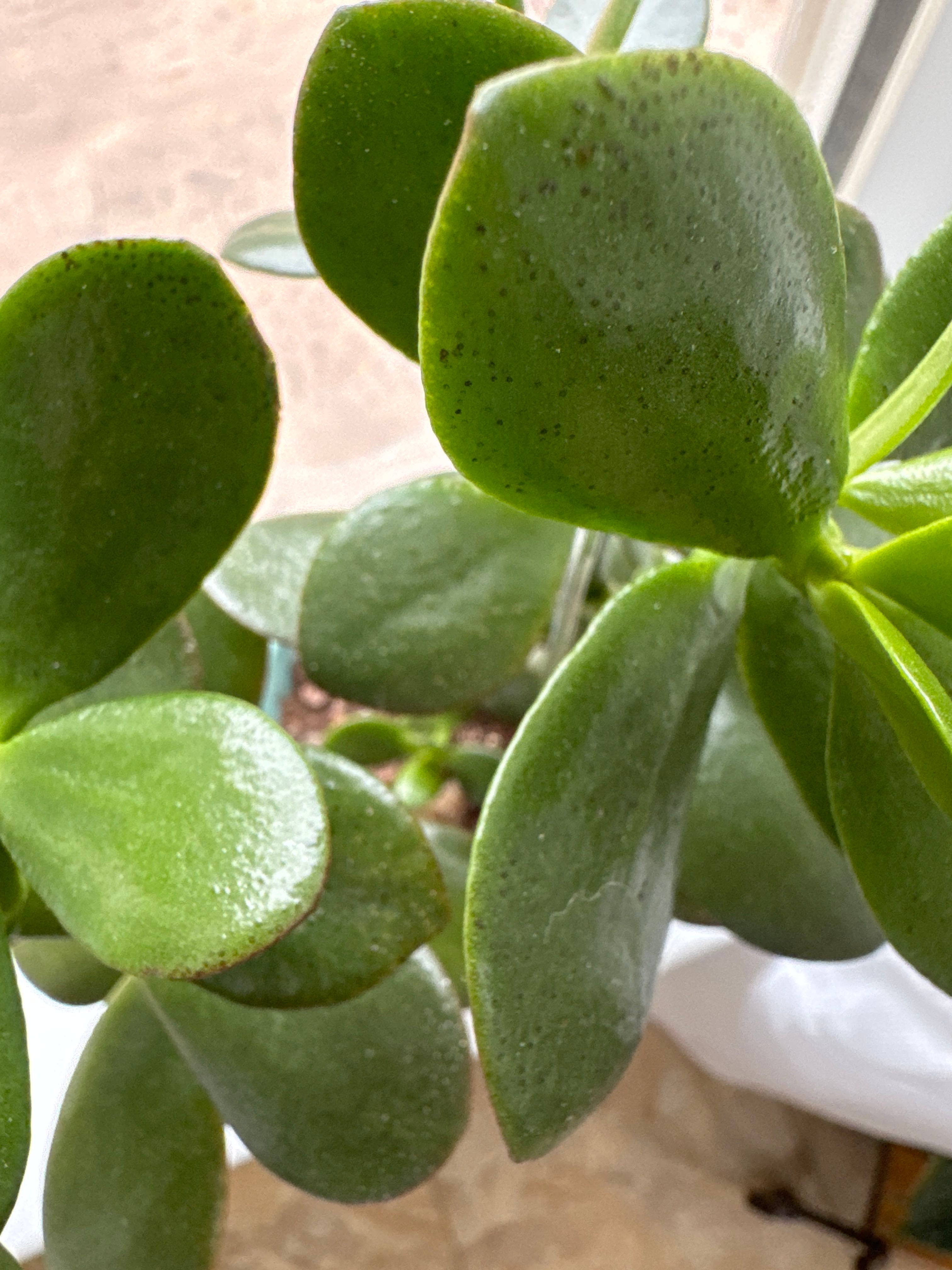 🔍 How to Fix Brown Spots on Your Crassula 'Tom Thumb'
