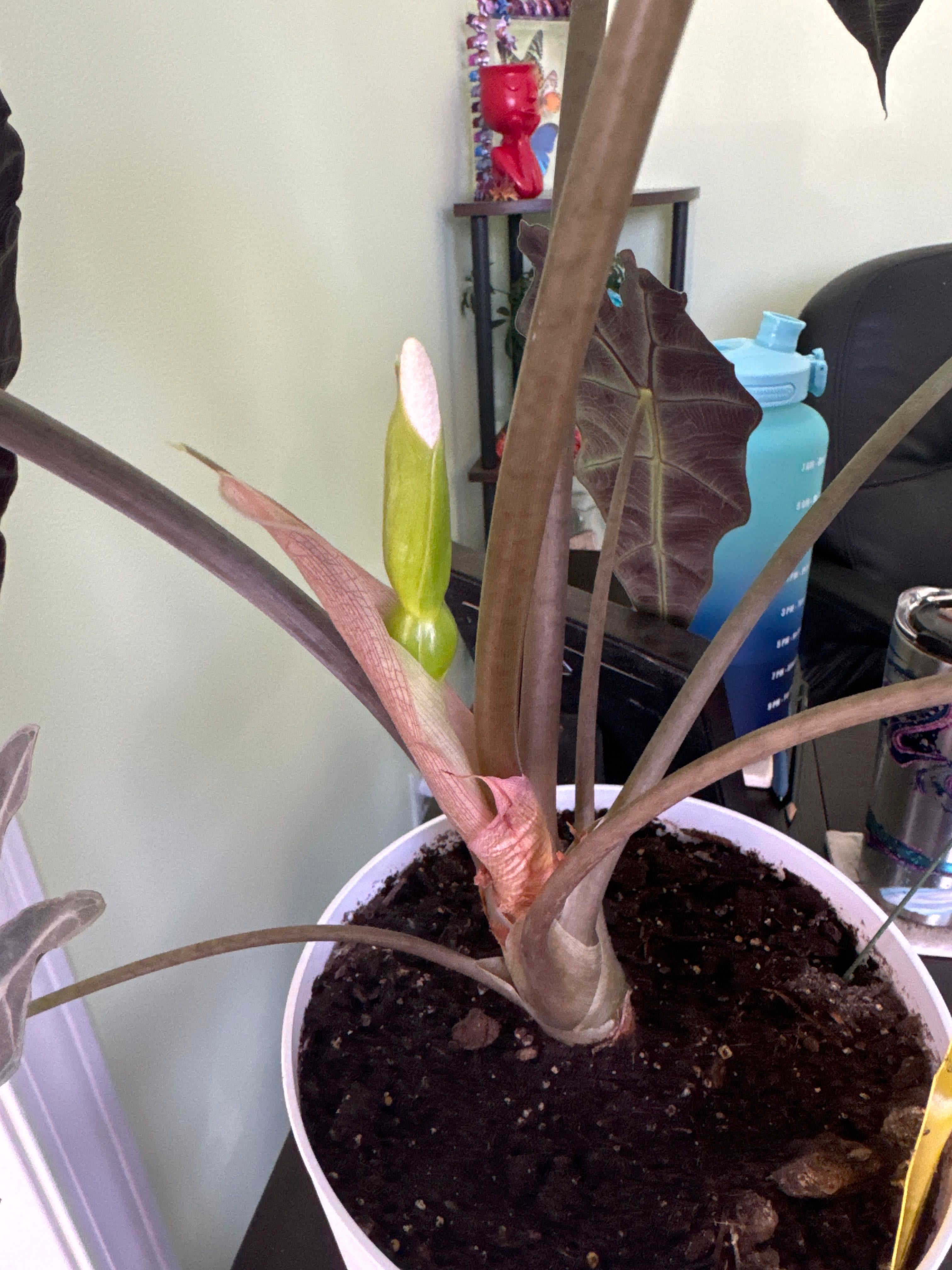 Alocasia 'Pink Black Velvet Jewel' Care 101 Water, Light & Growing Tips