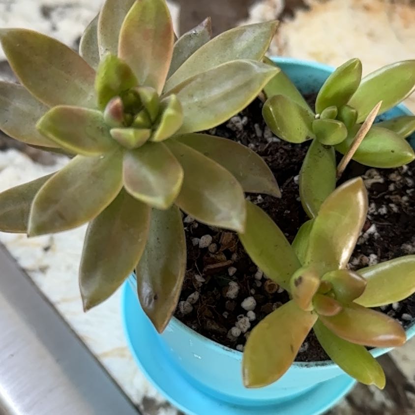 Photo of the plant species Graptopetalum 'Ghosty' by @RiomeQueen named Luna on Greg, the plant care app