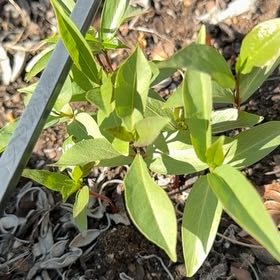 Photo of the plant species Camphor by @RiomeQueen named Elle on Greg, the plant care app