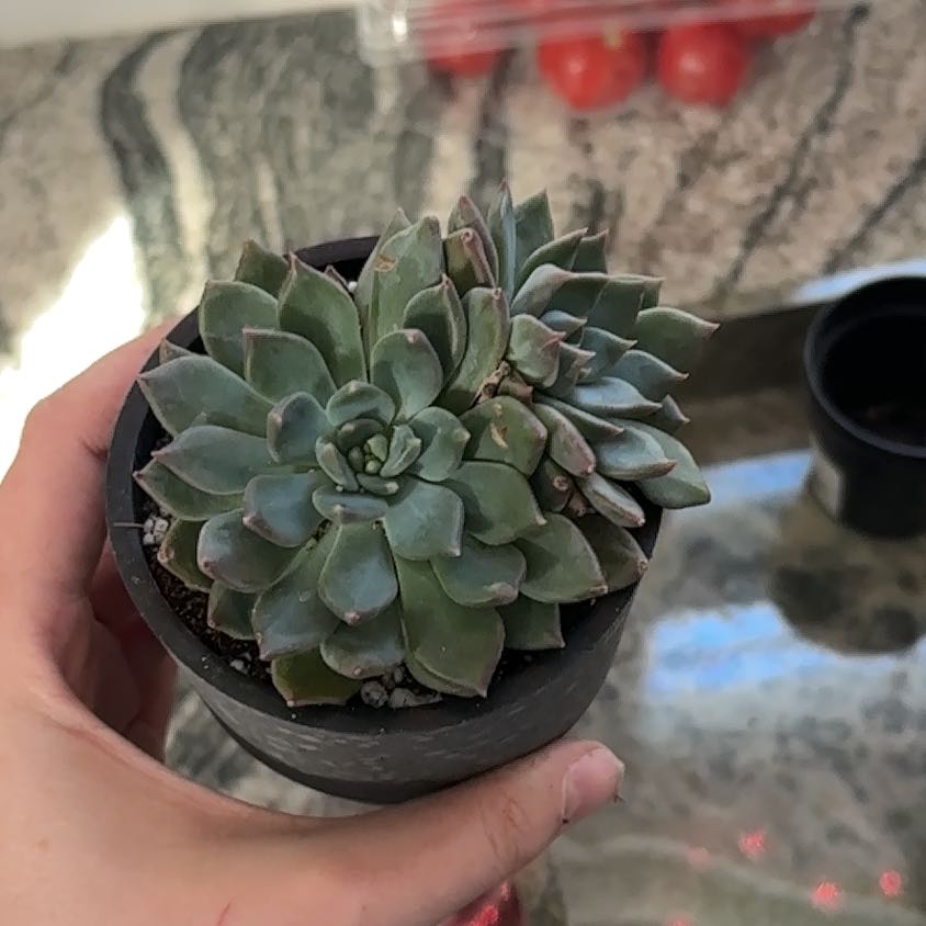Sedeveria 'Dark Elf' succulent in a small pot, held by a hand.