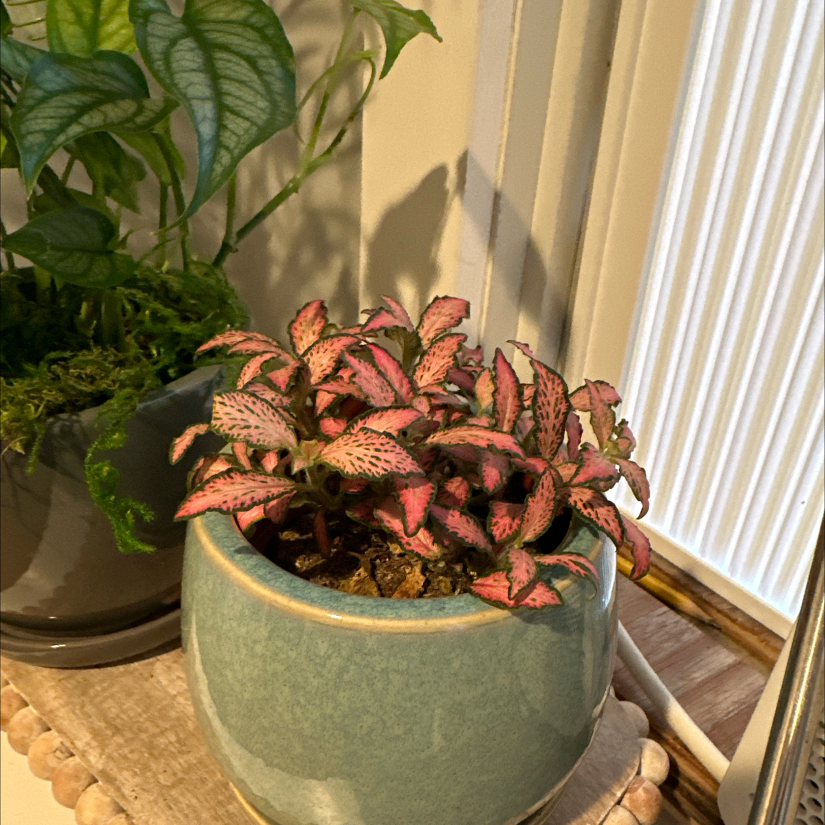 Photo of the plant species Fittinia Blackstar by @plantamoure named Rhett on Greg, the plant care app