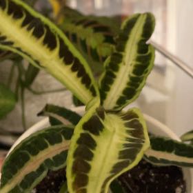 Photo of the plant species Labisia pumila 'Electric Pink' by @plantamoure named Homer on Greg, the plant care app