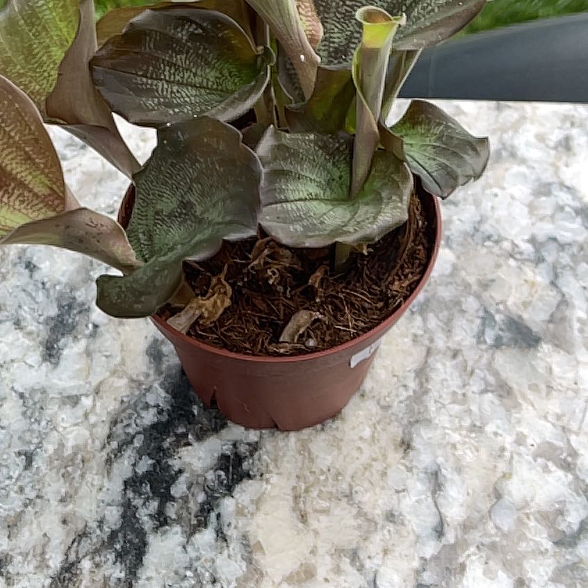 Photo of the plant species Silver Spot Peacock Ginger by @plantamoure named Leyland on Greg, the plant care app
