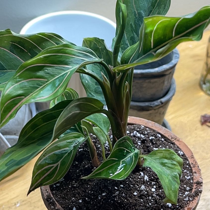Photo of the plant species Aglaonema ‘Red Army’ by @plantamoure named Kobe on Greg, the plant care app