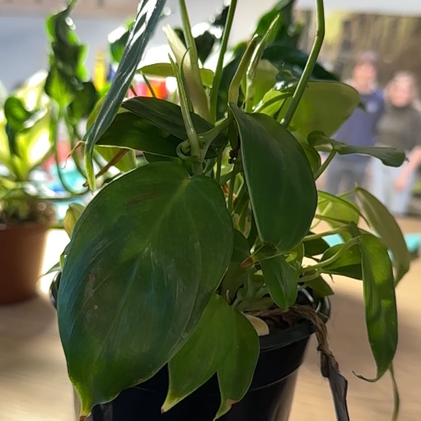 Photo of the plant species Philodendron esmeraldense by @plantamoure named Gaga on Greg, the plant care app