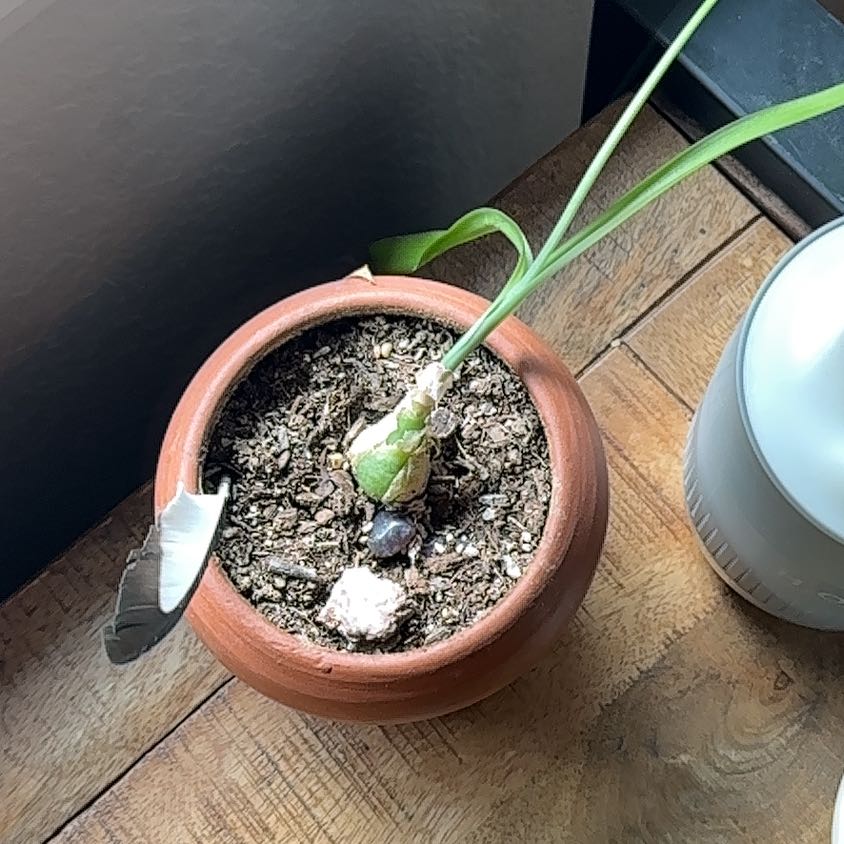 Potted Globe Onion plant with a single green shoot in a terracotta pot on a wooden surface.
