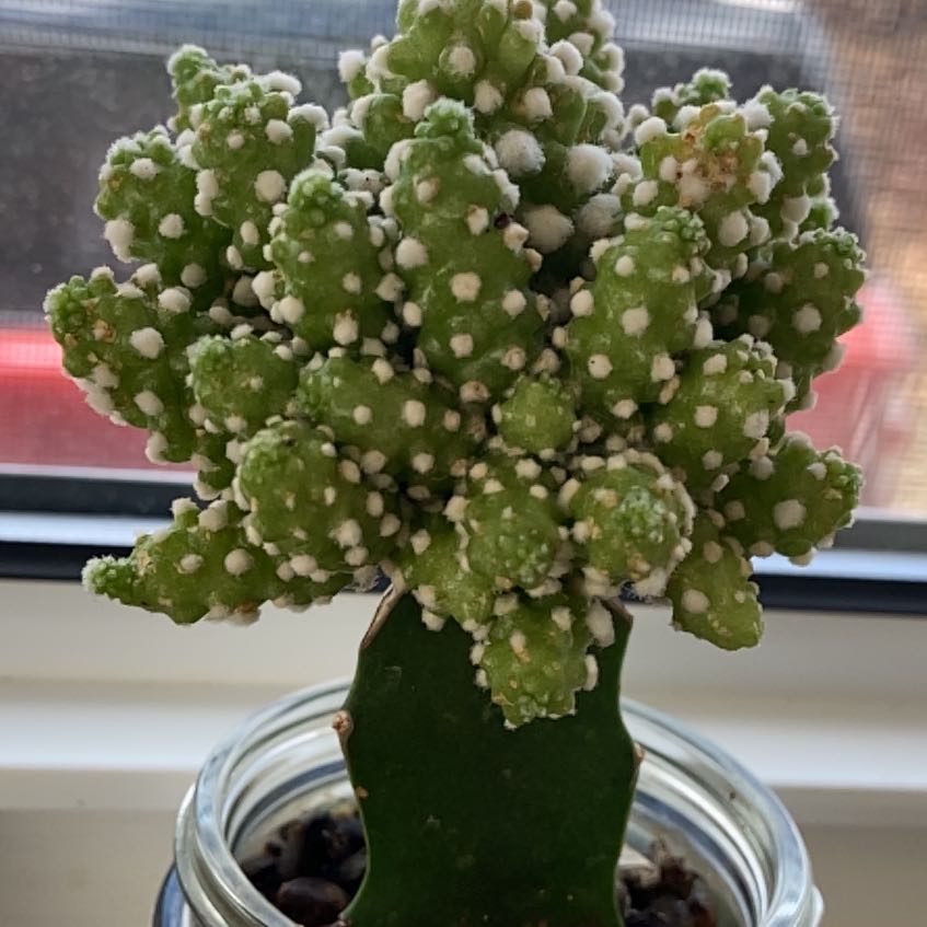 Photo of the plant species Blossfeldia liliputana by @NovelTievine named Osmo on Greg, the plant care app