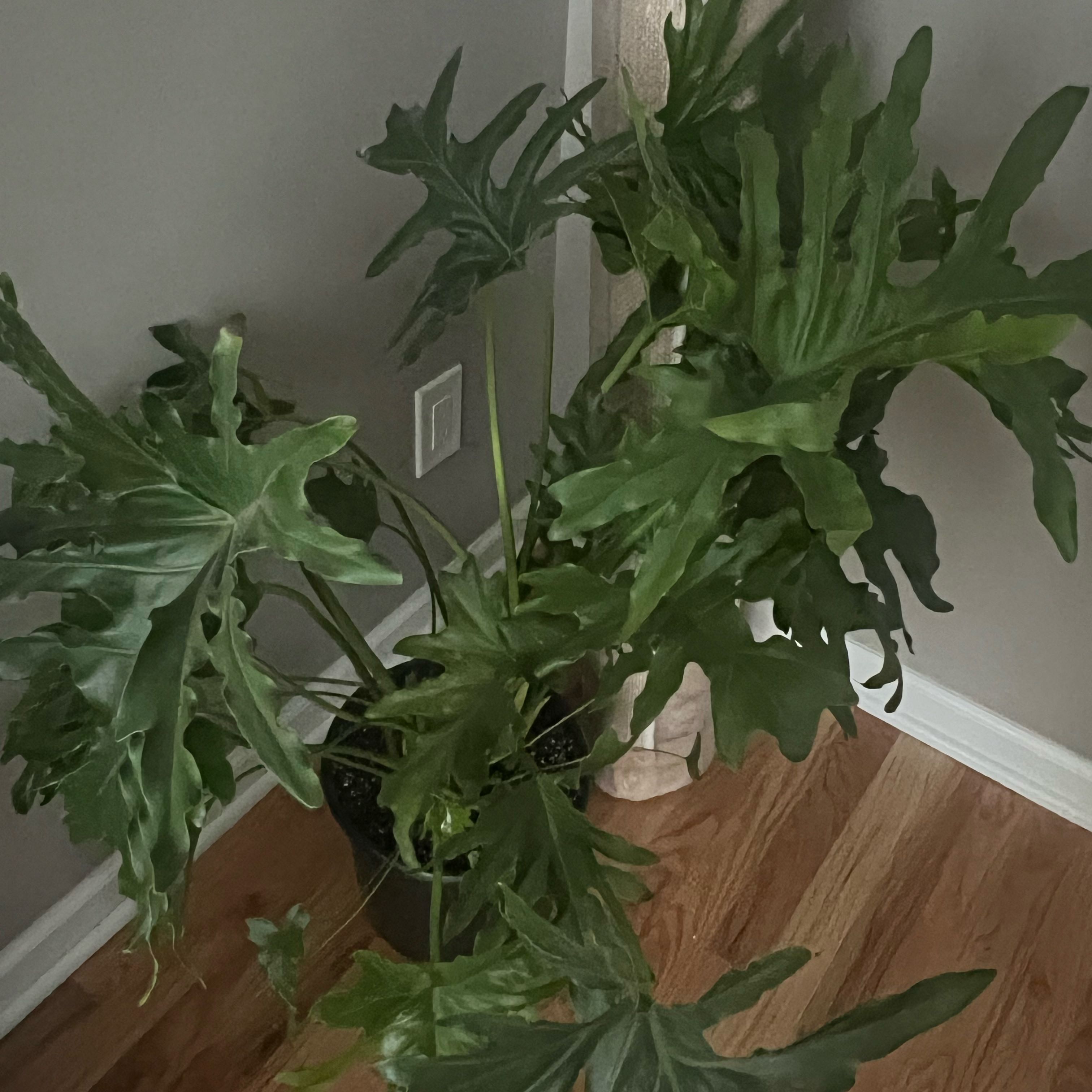 Photo of the plant species Hope Plant by @Sdubplanty05 named Captain Plant-it on Greg, the plant care app